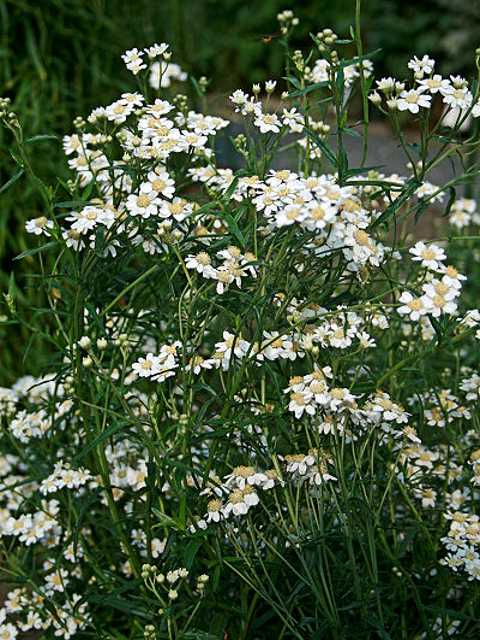 Sneezewort Seeds (Achillea ptarmica)