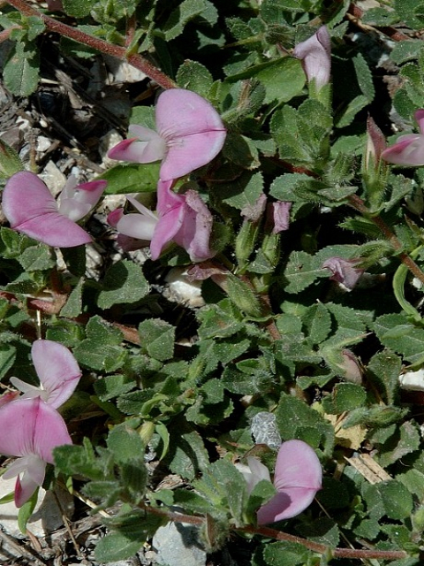 Common Restharrow Plants (Ononis repens)