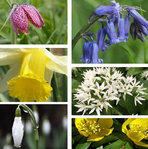 Wildflower Bulb Collection