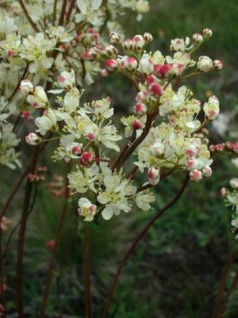 Dropwort Plants (Filipendula vulgaris)