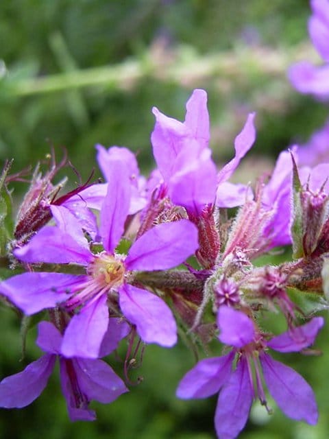Purple Loosestrife Plants (Lythrum salicaria)