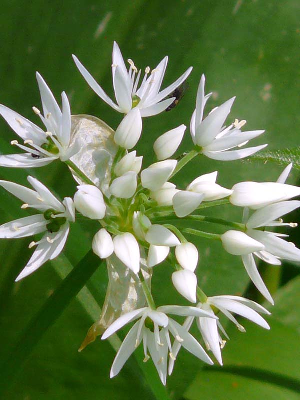 Wild Garlic Bulbs (Allium ursinum)