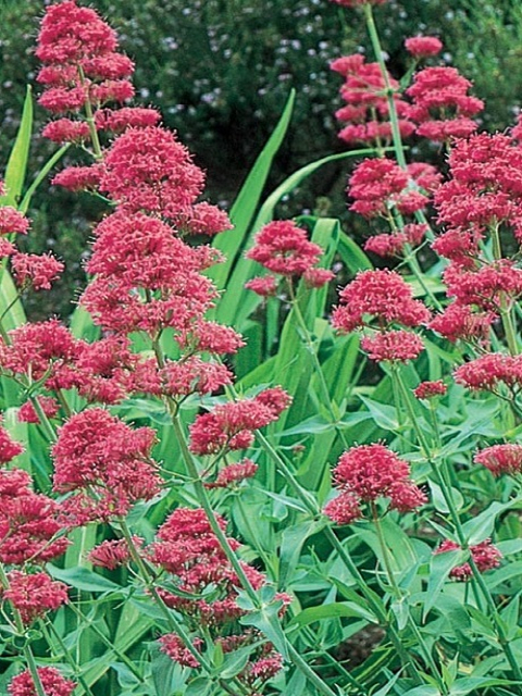 Red Valerian Plants (Centranthus ruber)