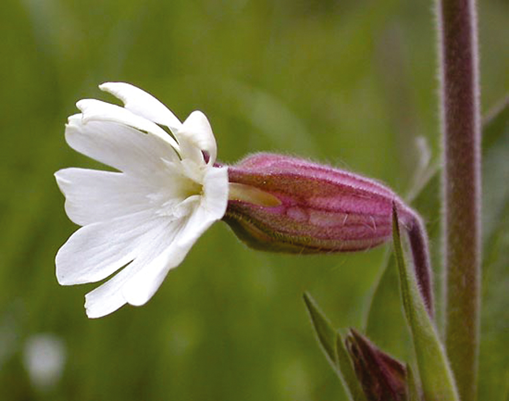 White Campion Plants (Silene alba)