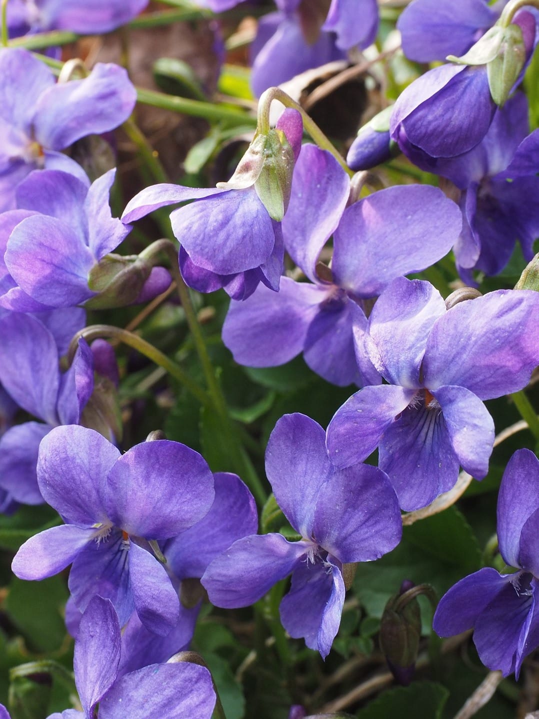 Dog Violet Wildflower Plants (Viola riviniana)