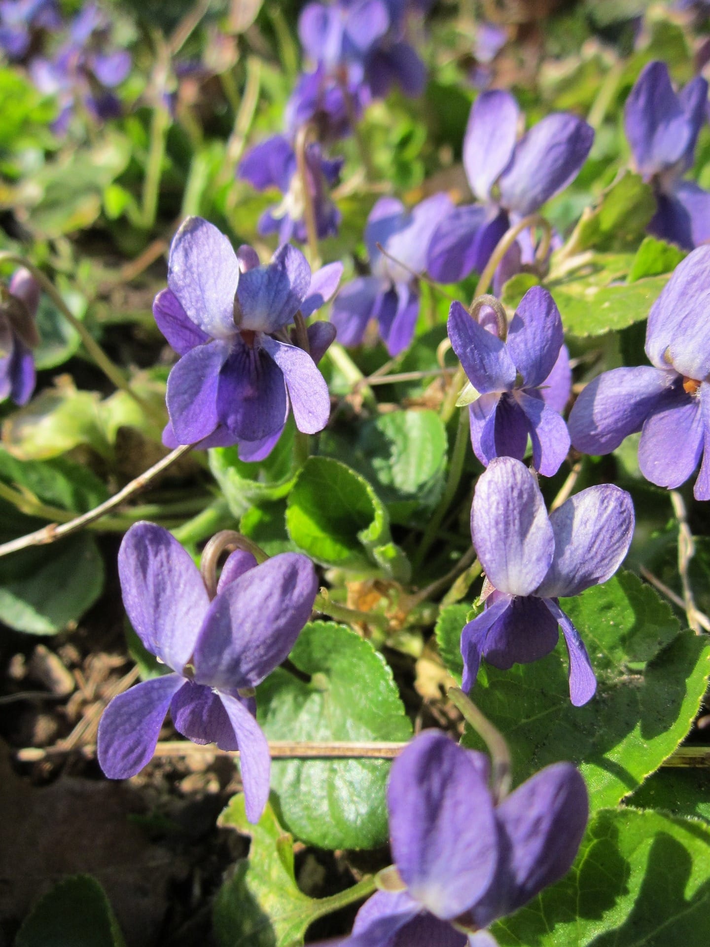 Sweet Purple Violet Plants (Viola odorata)