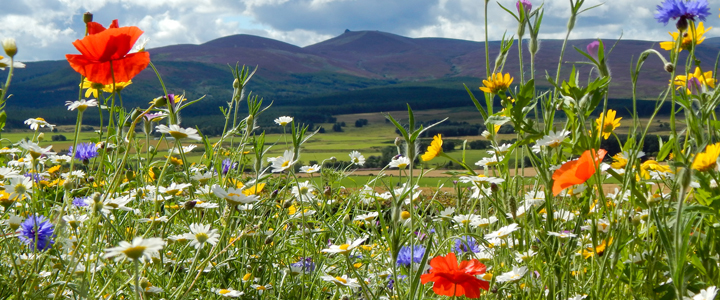 Annual vs Perennial Wildflowers