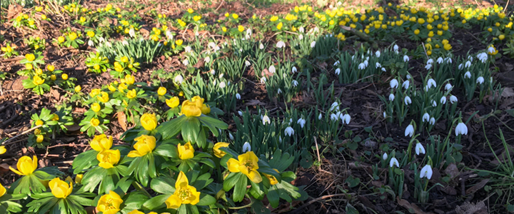 Snowdrops and winter aconites