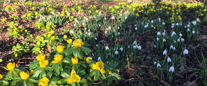 Wildflower Calendar - February