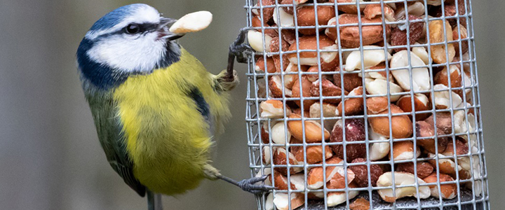 Blue tit feeding