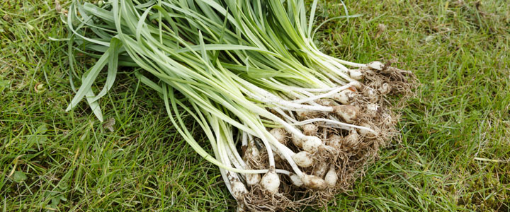 Wildflower Bulbs 'in the green'