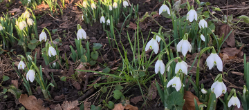 Double Snowdrops