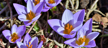 Spring Crocus