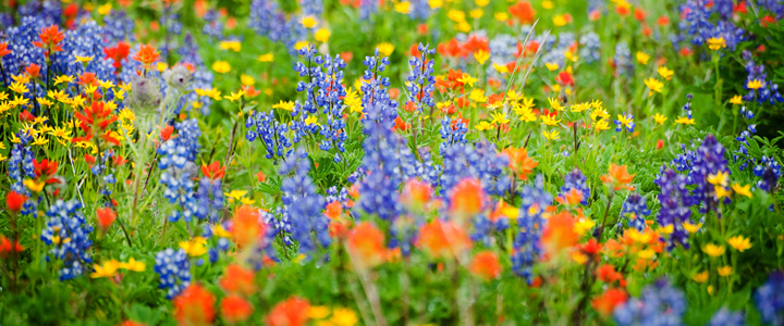 Wildflower Meadow Garden