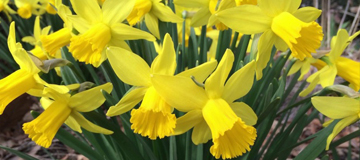 Daffodils