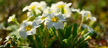 Primroses