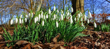 Snowdrops