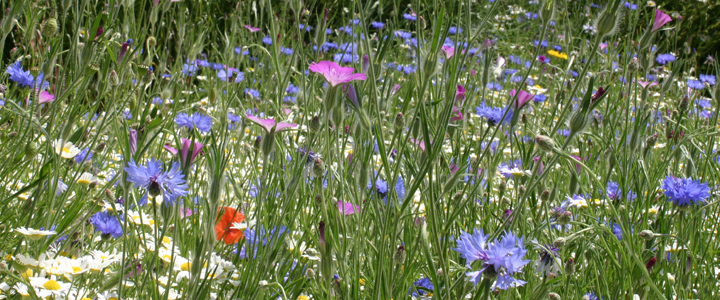 Cornfield Annuals