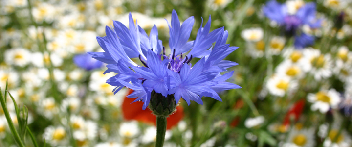 Cornflower