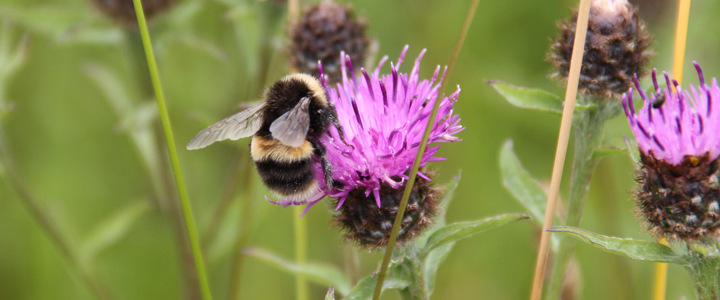 Wildflowers and pollinators