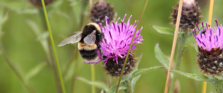 Wildflowers and pollinators