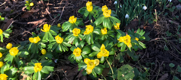 Winter Aconites