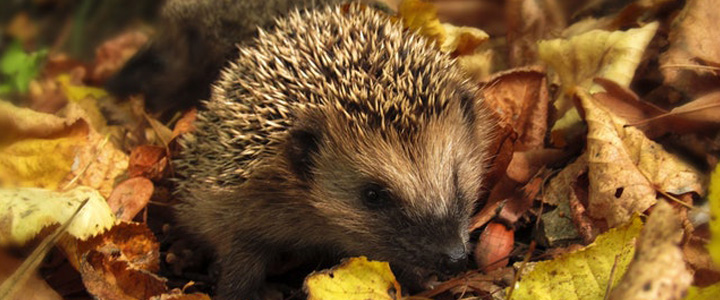 Winter Wildlife Gardening Hedgehog