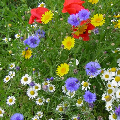 Wildflower Seeds & Plants - Landlife Wildflower