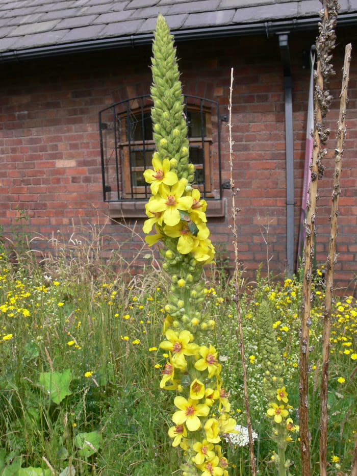 Dark Mullein Plants (Verbascum nigrum)