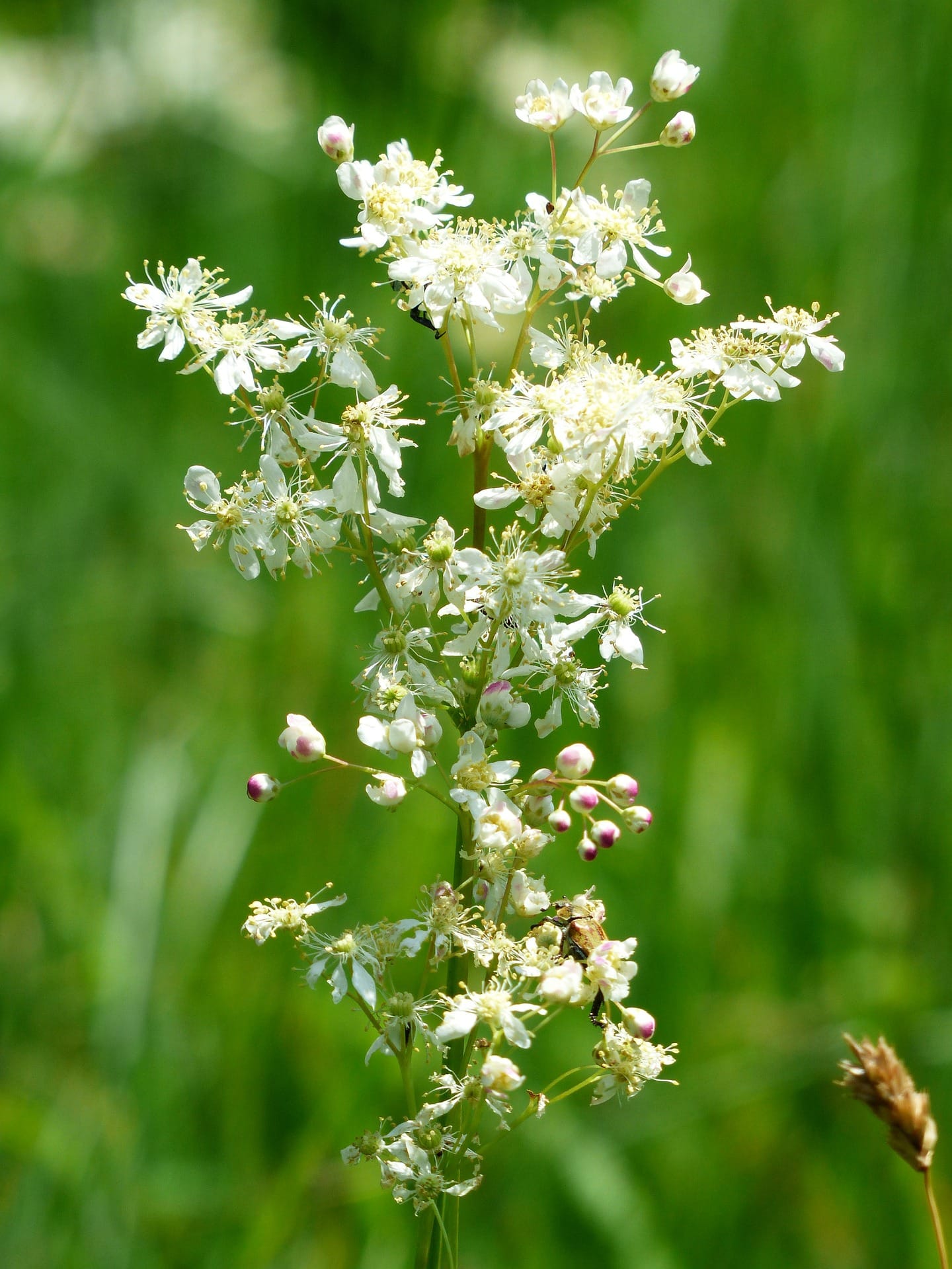 Dropwort Seeds (Filipendula vulgaris)