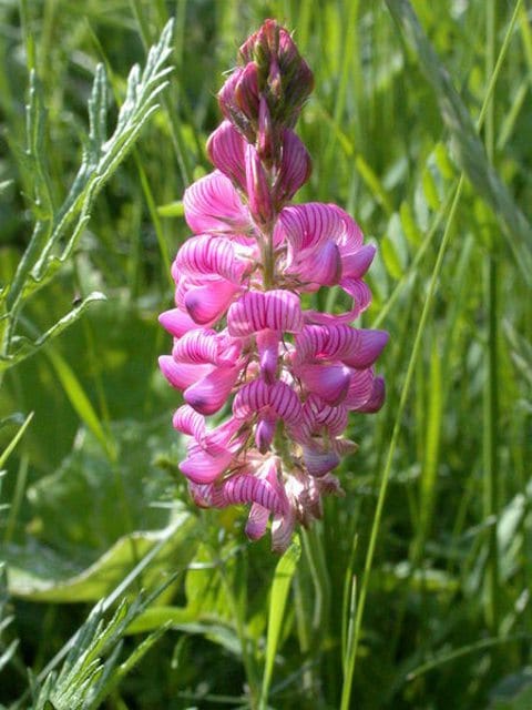 Sainfoin Seeds (Onobrychis vicifolia)