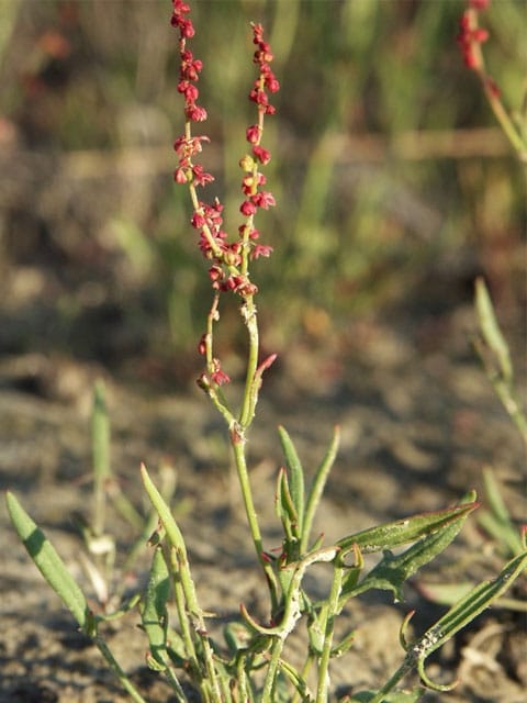 Sheep's Sorrel Seeds (Rumex acetosella)