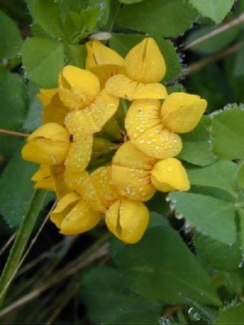 Greater Birdsfoot Trefoil Seeds (Lotus pedunculatus)