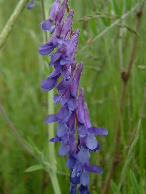 Tufted Vetch Seeds (Vicia cracca)