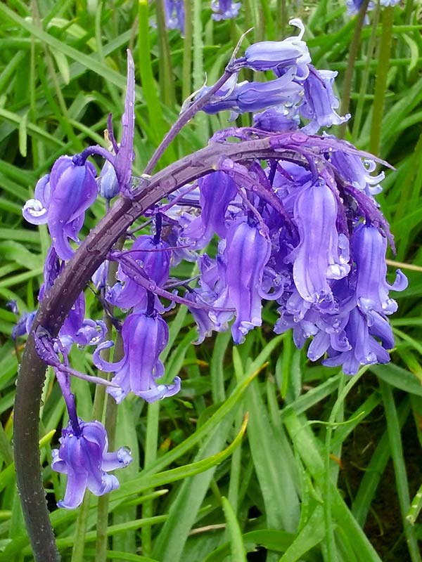 Bluebell Bulbs In The Green (Hyacinthoides non-scripta)