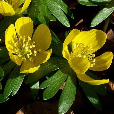 Winter aconite in the green bulbs