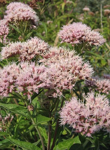 Hemp Agrimony Plants (Eupatorium cannabinum)