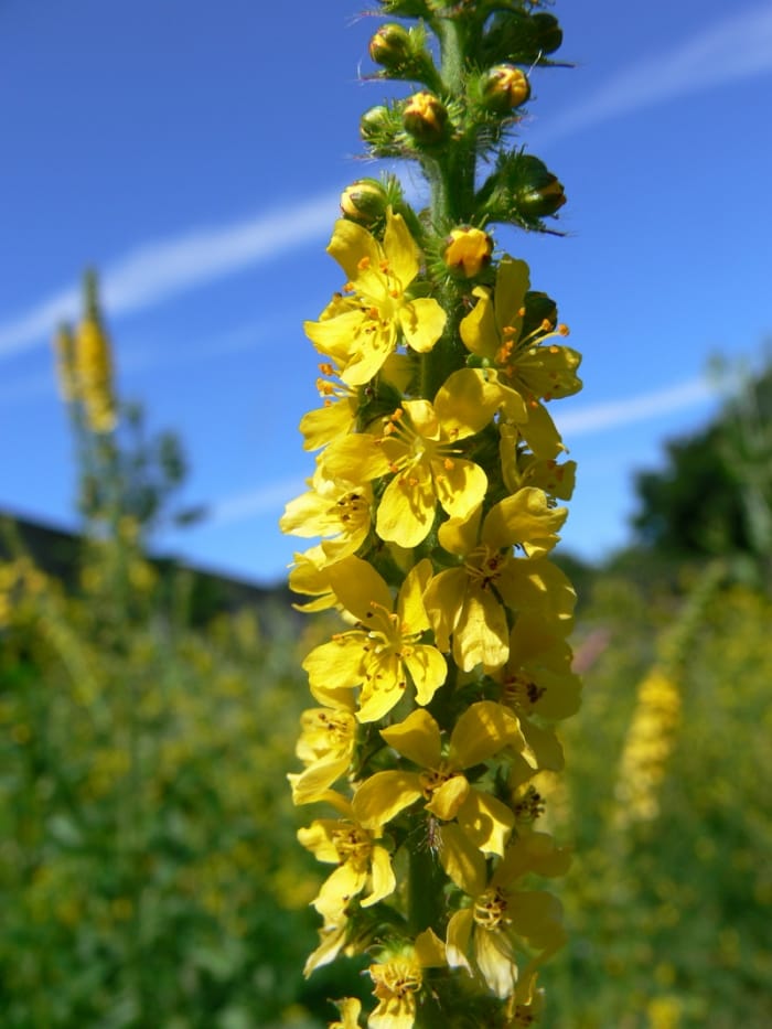 Common Agrimony Seeds (Agrimonia eupatoria)