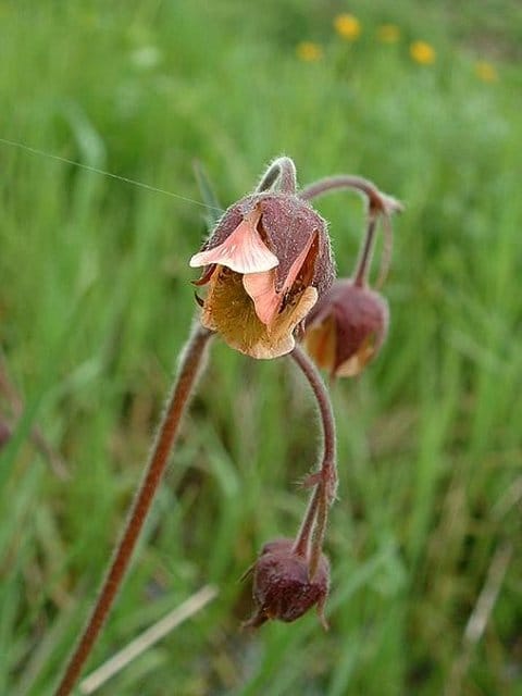 Water Avens Plants (Geum rivale)