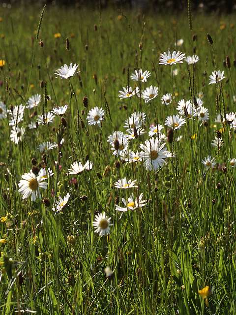 Traditional Meadow Wildflower Seeds LW1M 80/20