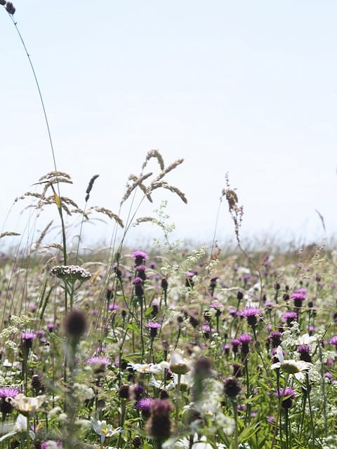 Chalk and Limestone Soils Wildflower Seeds LW2M 80/20