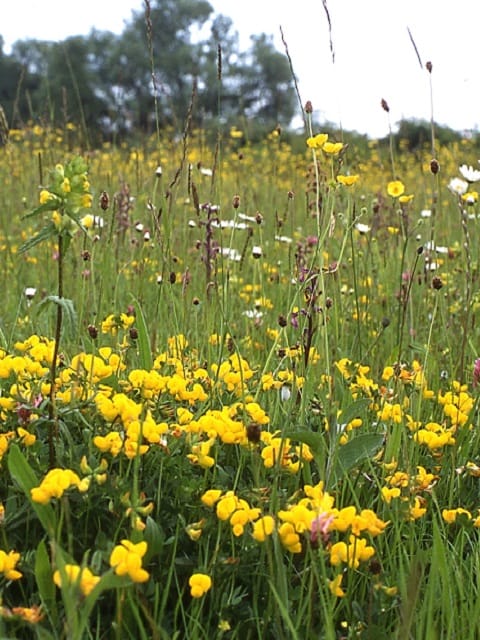 Dry, Sandy and Loam Soils Wildflower Seeds LW3P 100%