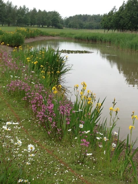 Wetland and Pond Edge Wildflower Seeds LW6M 80/20