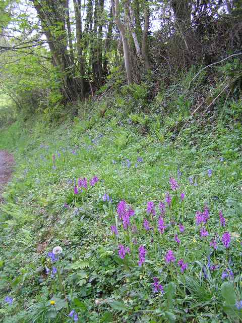 Woodland and Heavy Shade Wildflower Seeds LW8M 80/20