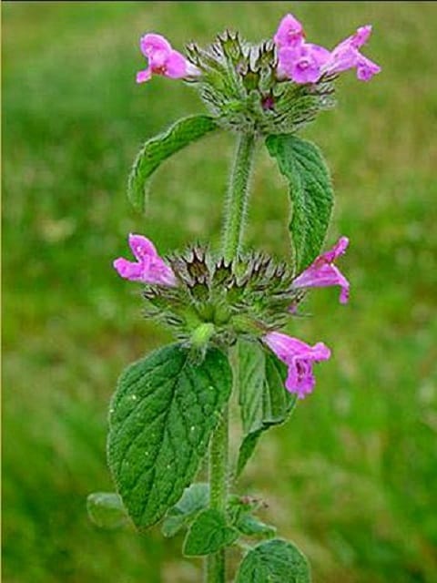 Wild Basil Plants (Clinopodium vulgare)