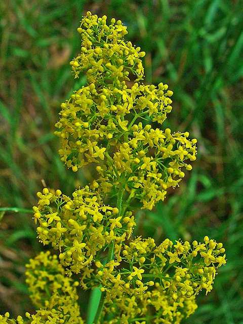 Ladys Bedstraw Seeds (Galium verum)