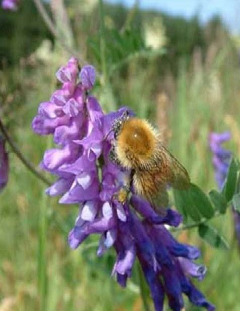 Bee Wildflower Plant Collection