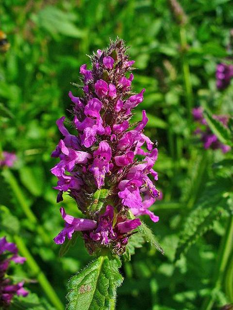 Betony Plants (Stachys officinalis)