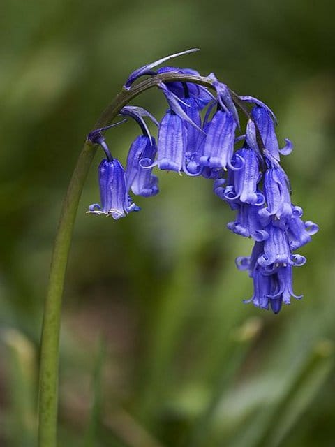 Bluebell Seeds (Hyacinthoides non-scripta)
