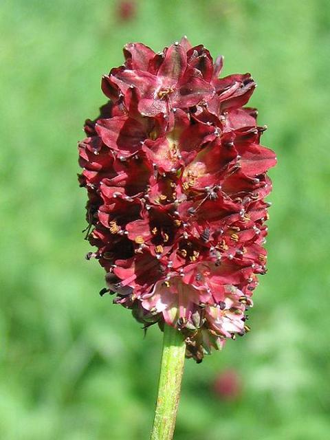 Greater Burnet Plants (Sanguisorba officinalis)